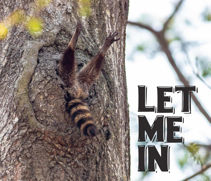 I Use Wildlife Photos To Create New Memes (Version 2)
