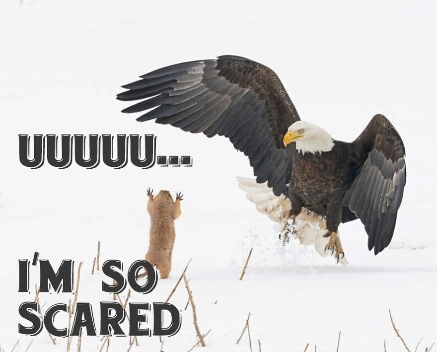 I Use Wildlife Photos To Create New Memes (Version 2)