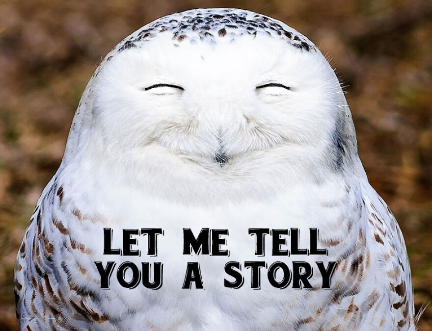 I Use Wildlife Photos To Create New Memes (Version 2)