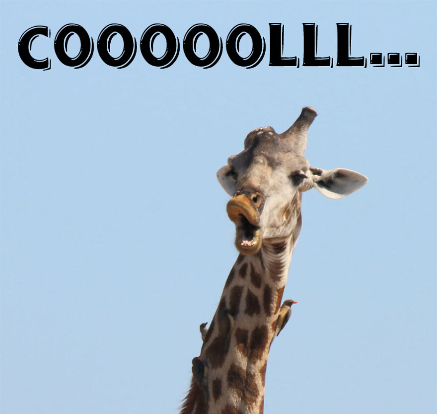 I Use Wildlife Photos To Create New Memes (Version 2)