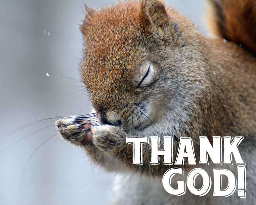 I Use Wildlife Photos To Create New Memes (Version 2)