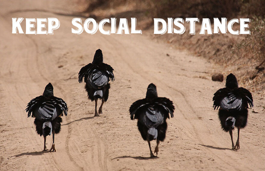 I Use Wildlife Photos To Create New Memes (Version 2)