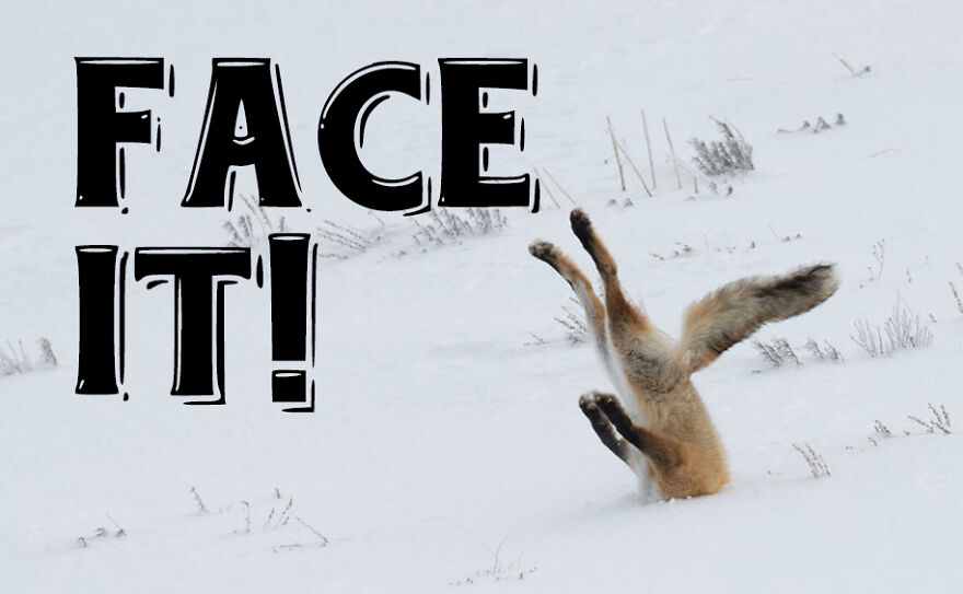 I Use Wildlife Photos To Create New Memes (Version 2)