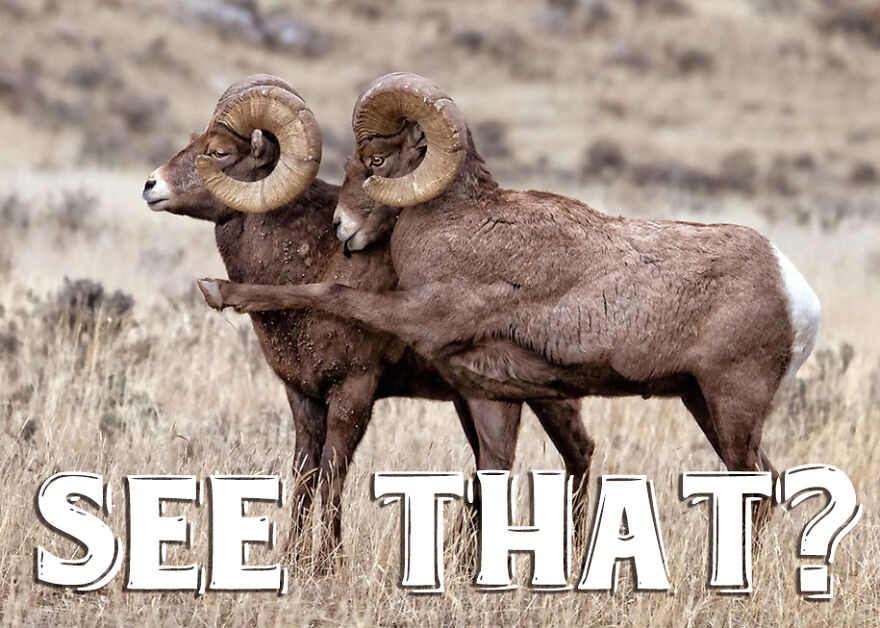 I Use Wildlife Photos To Create New Memes (Version 2)