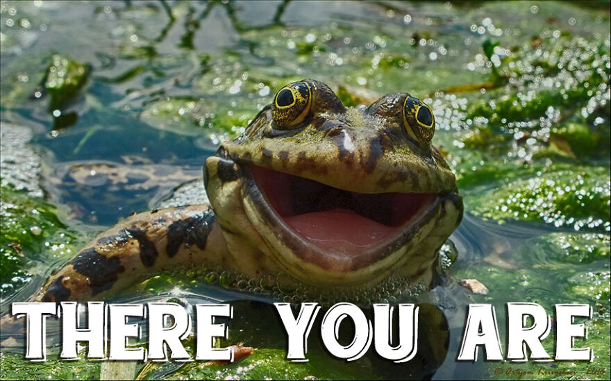 I Use Wildlife Photos To Create New Memes (Version 2)