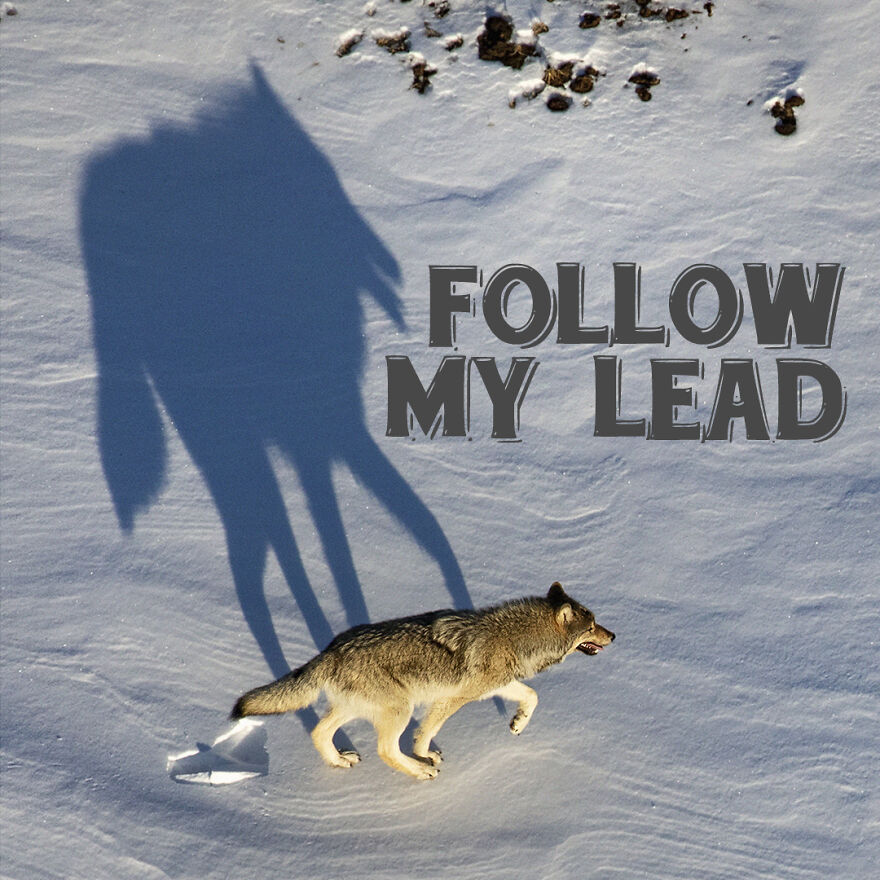 I Use Wildlife Photos To Create New Memes (Version 2)