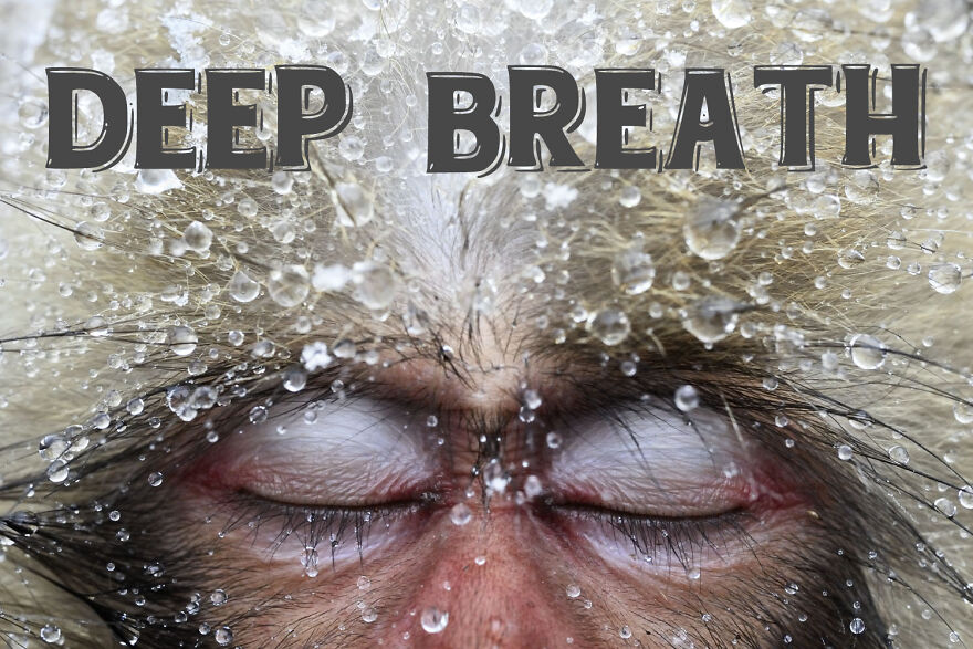 I Use Wildlife Photos To Create New Memes (Version 2)