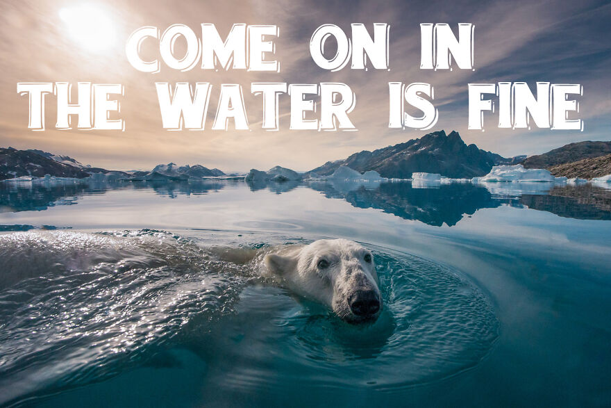 I Use Wildlife Photos To Create New Memes (Version 2)