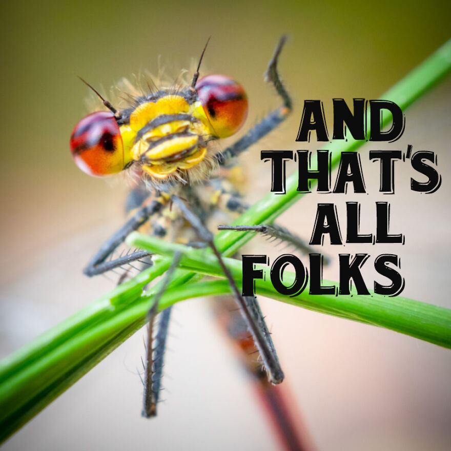 I Use Wildlife Photos To Create New Memes (Version 2)