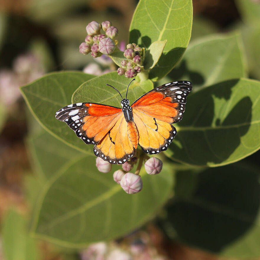 Plain's Tiger Butterfly