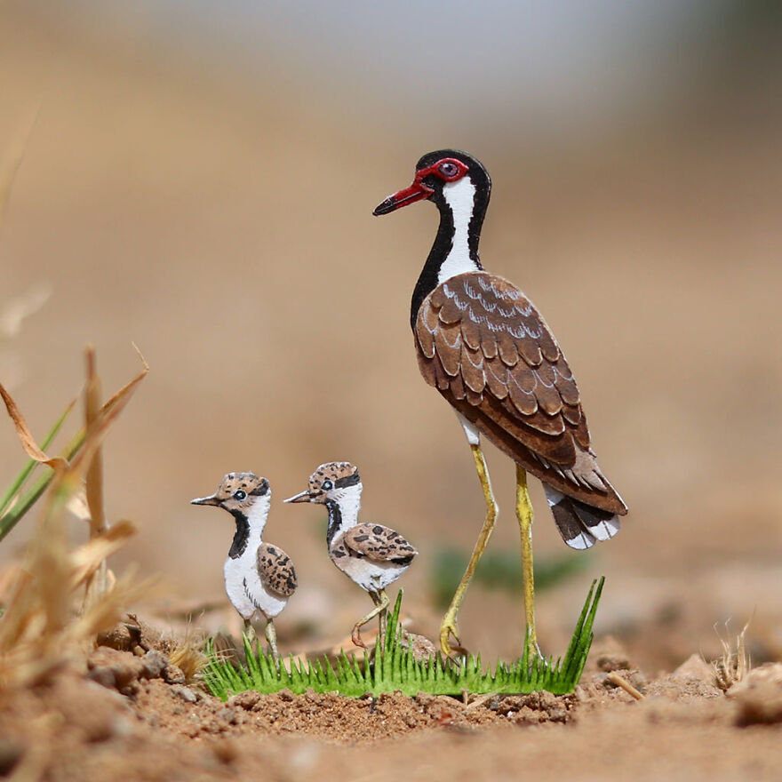 Red-Wattled Lapwing