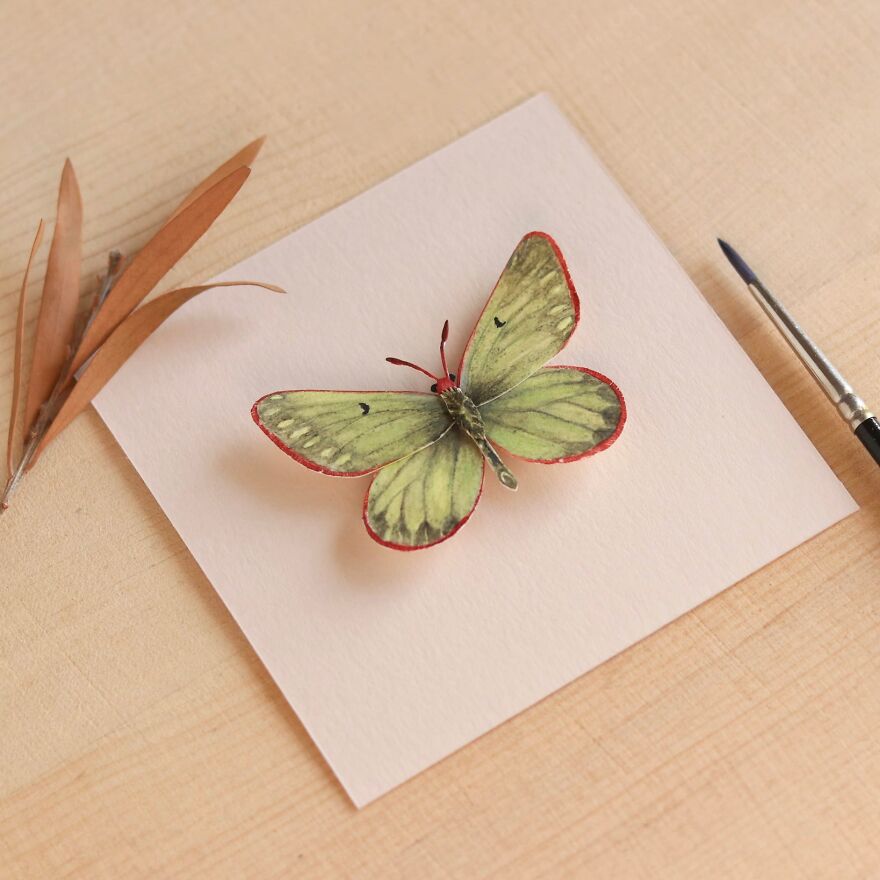 Labrador Sulphur Butterfly