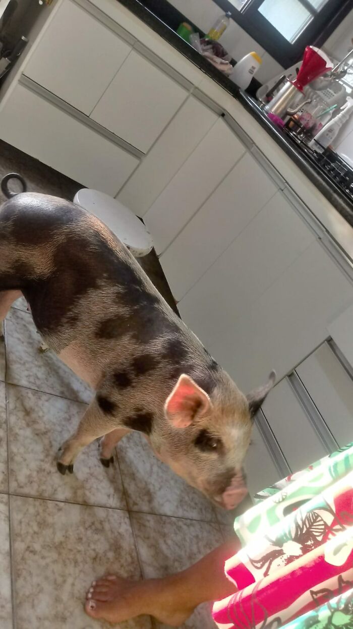 This Woman Thought She Was Buying A Mini Pig, But It Grew Into A 551-Pound Swine That Is Adored By Its Family Despite Its Size