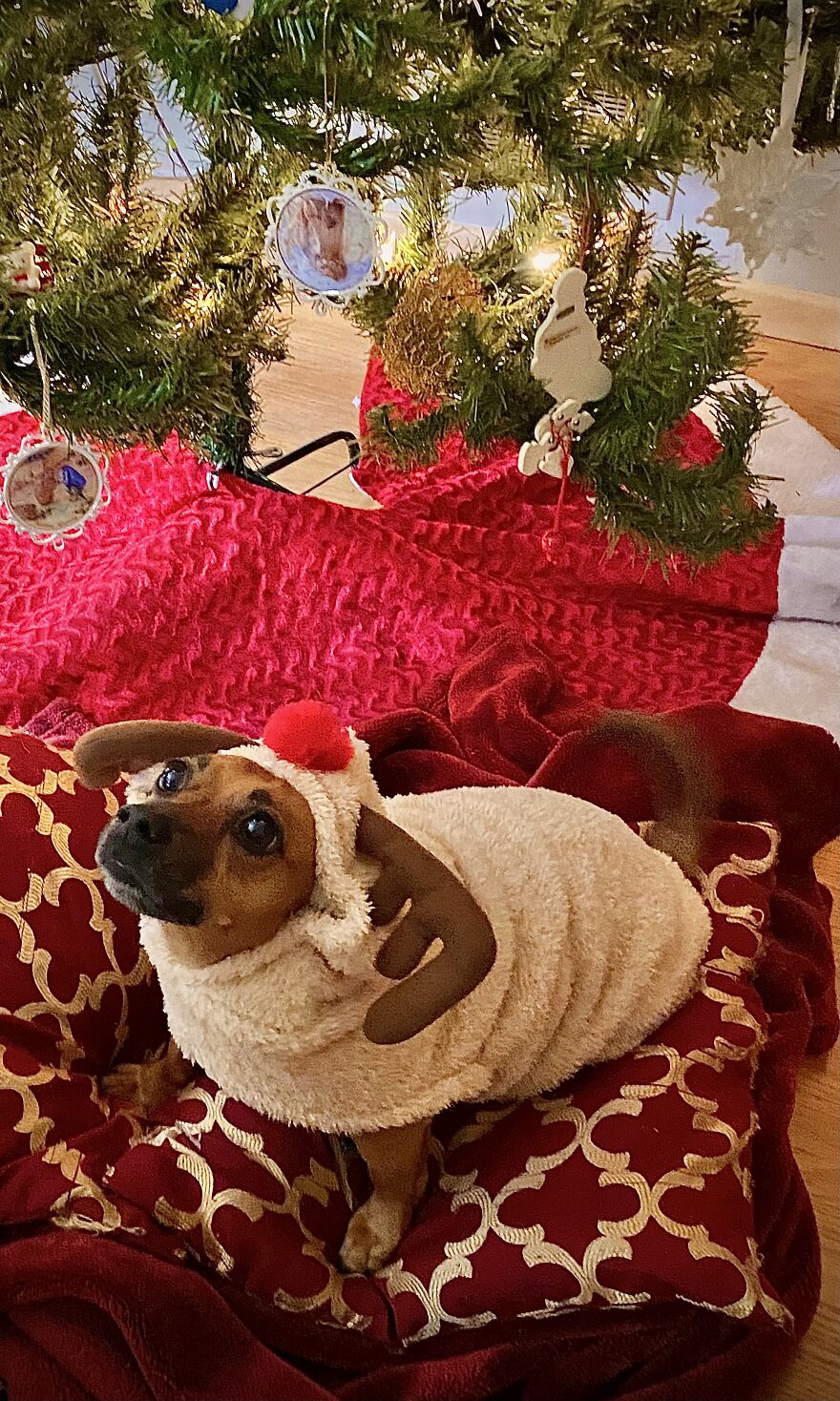 Comet Had A Photoshoot