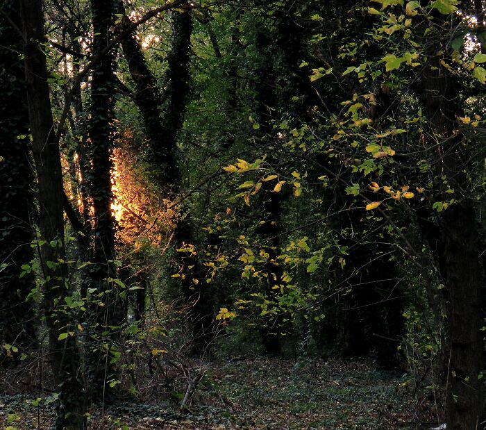 This Looks A Bit Like A Magic Forest, To Me:)