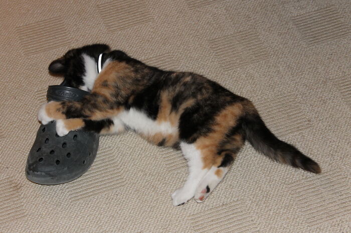 My Little Rescue Kitty. Rip