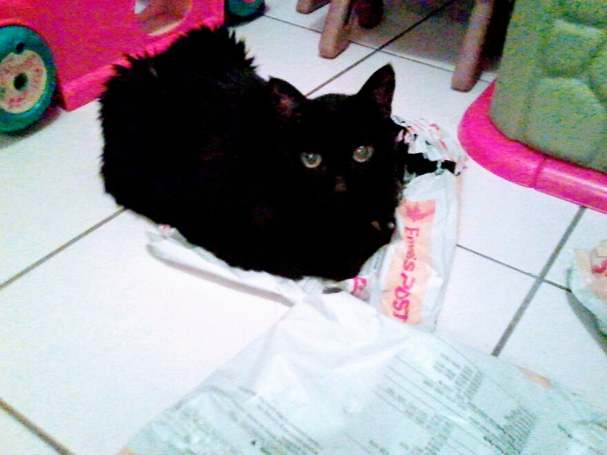 My Furbaby Saved Me 🐈‍⬛