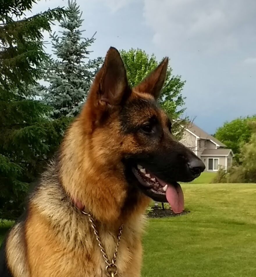 Schatzi My German Shepherd! Schatzi My German Shepherd!