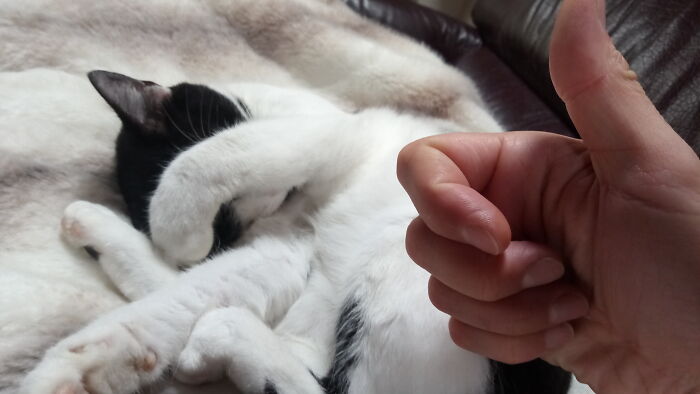 We Call That Position "Paws Salad" (Salade De Pattes In French)