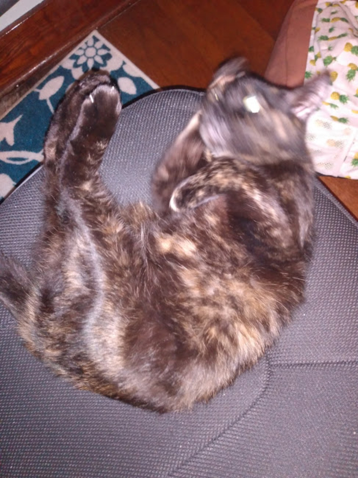 She's Usually A Lot Cuter Than This, But She Moved When I Was Taking The Picture, And... Well...