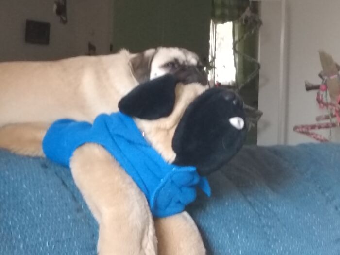 Pug On A Pug