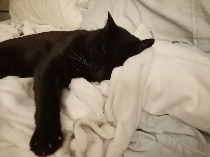 Snuggled Up On Favourite Blanket.