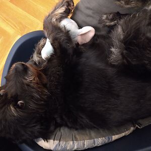 mariagiovannamodoni avatar