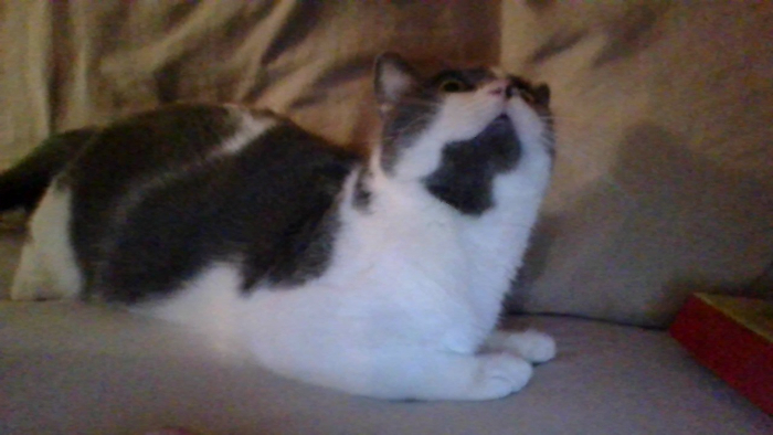 I Just Adopted Minty A Few Days Ago And She Made Herself Comfy By Sitting In My Seat On The Couch!