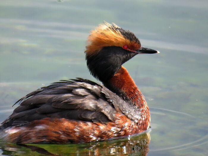 Horned Grebe-He Posed Like A Real Model, A Beautiful Bird😍
