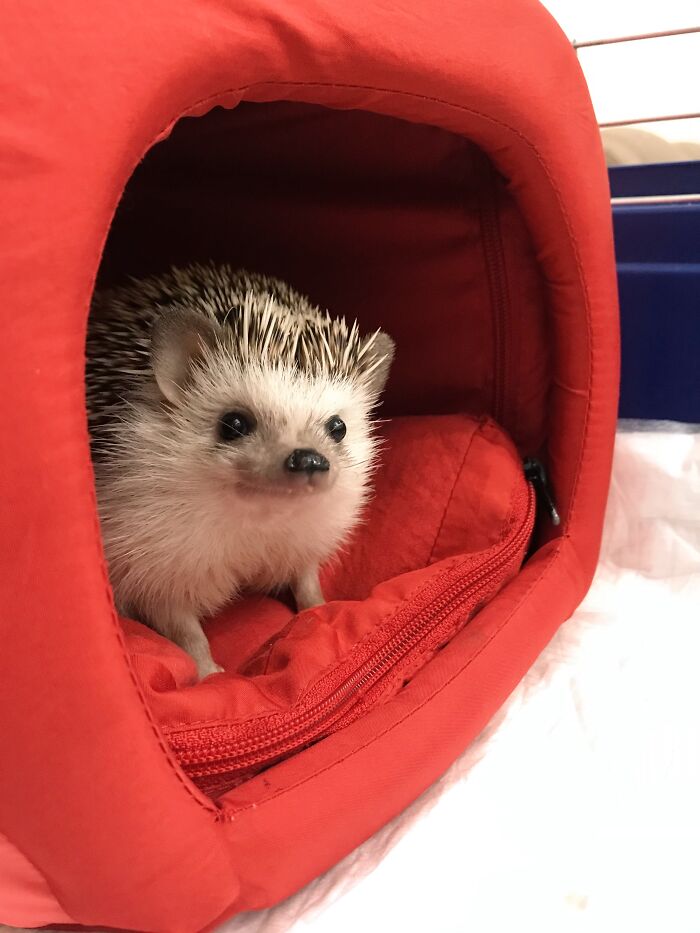 When I See My Human Coming With My Food