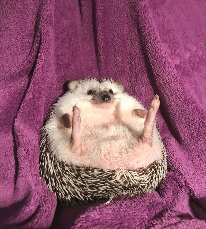 Patiently Waiting For Belly Rubs