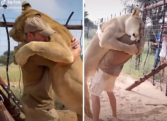 This Lioness Repays Her Caregiver Of 10 Years With Hugs And Cuddles