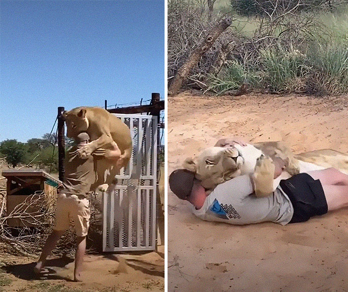 This Lioness Repays Her Caregiver Of 10 Years With Hugs And Cuddles