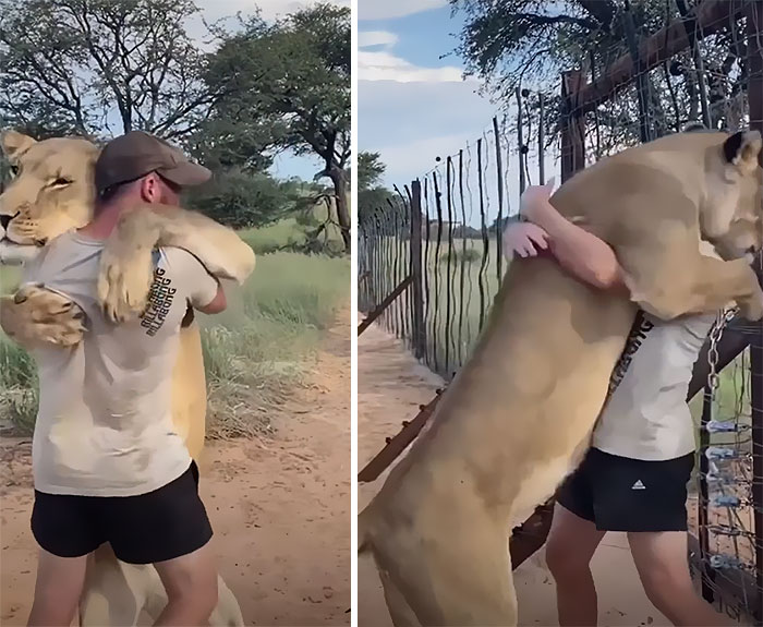 This Lioness Repays Her Caregiver Of 10 Years With Hugs And Cuddles