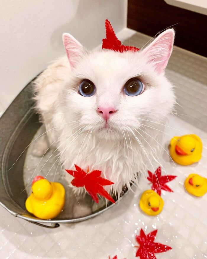 This Cat Loves Taking A Bath So Much That His Siblings Started Loving It Too This Cat Loves Taking A Bath So Much That His Siblings Started Loving It Too