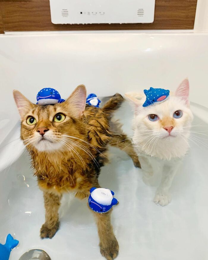 This Cat Loves Taking A Bath So Much That His Siblings Started Loving It Too This Cat Loves Taking A Bath So Much That His Siblings Started Loving It Too