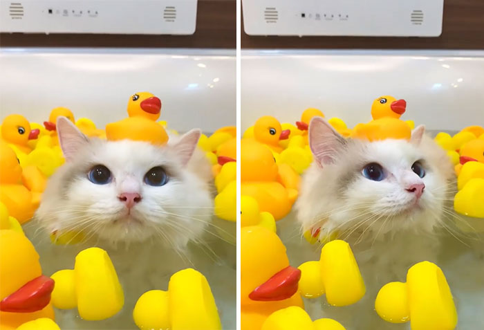 This Cat Loves Taking A Bath So Much That His Siblings Started Loving It Too This Cat Loves Taking A Bath So Much That His Siblings Started Loving It Too