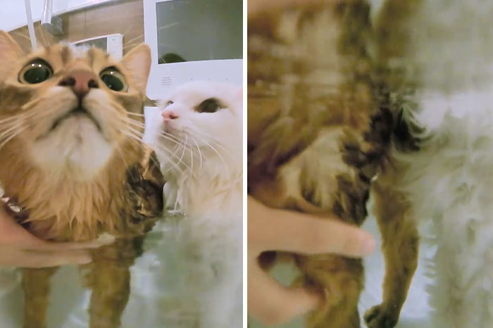 This Cat Loves Taking A Bath So Much That His Siblings Started Loving It Too This Cat Loves Taking A Bath So Much That His Siblings Started Loving It Too