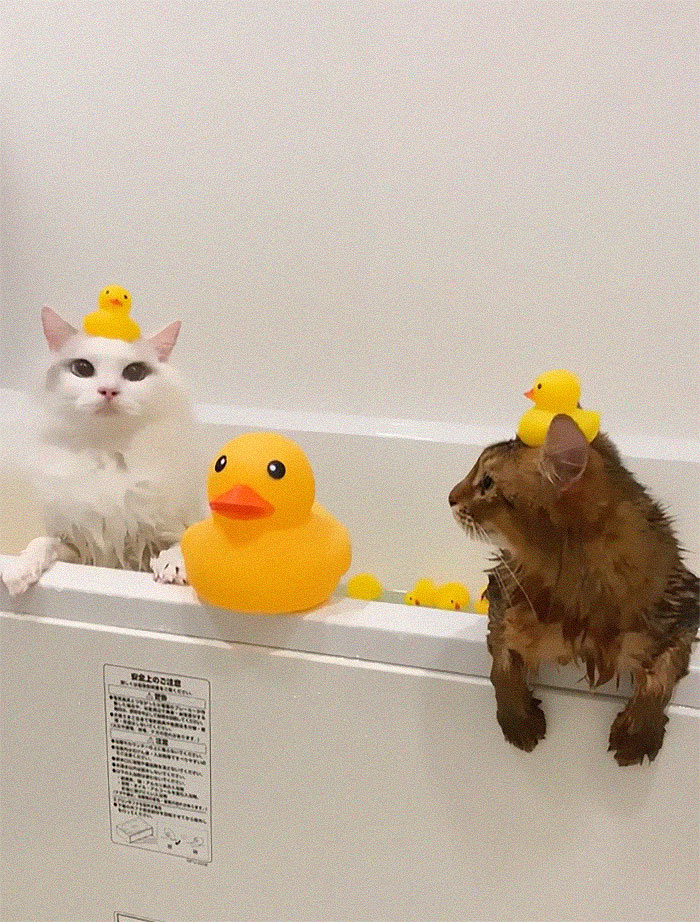This Cat Loves Taking A Bath So Much That His Siblings Started Loving It Too This Cat Loves Taking A Bath So Much That His Siblings Started Loving It Too
