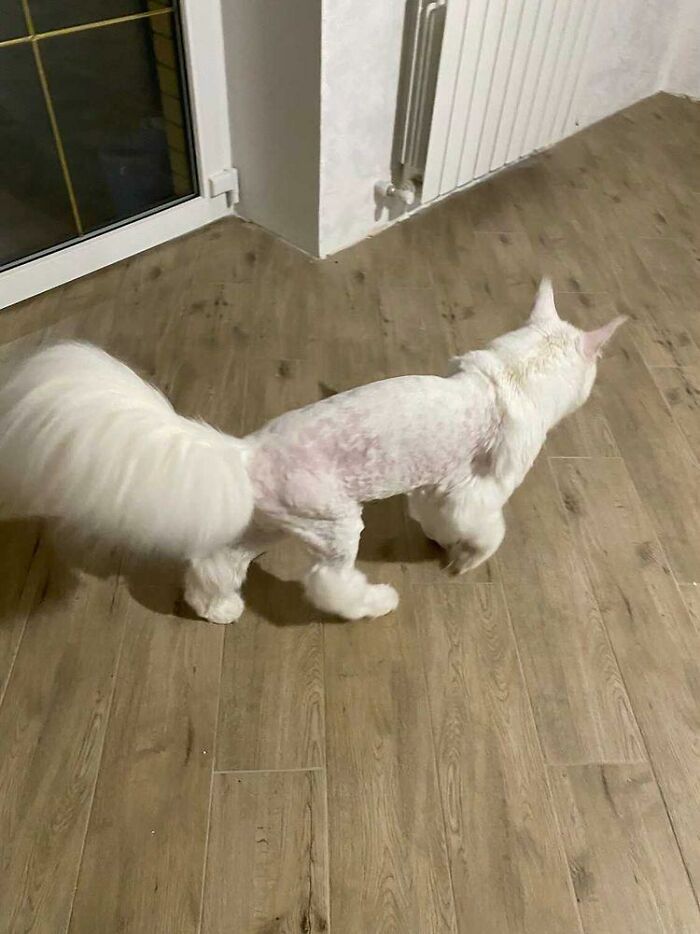 Este gato Maine Coon es tan grande que a primera vista lo confunden con un perro Este gato Maine Coon es tan grande que a primera vista lo confunden con un perro