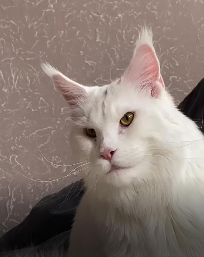 Este gato Maine Coon es tan grande que a primera vista lo confunden con un perro Este gato Maine Coon es tan grande que a primera vista lo confunden con un perro
