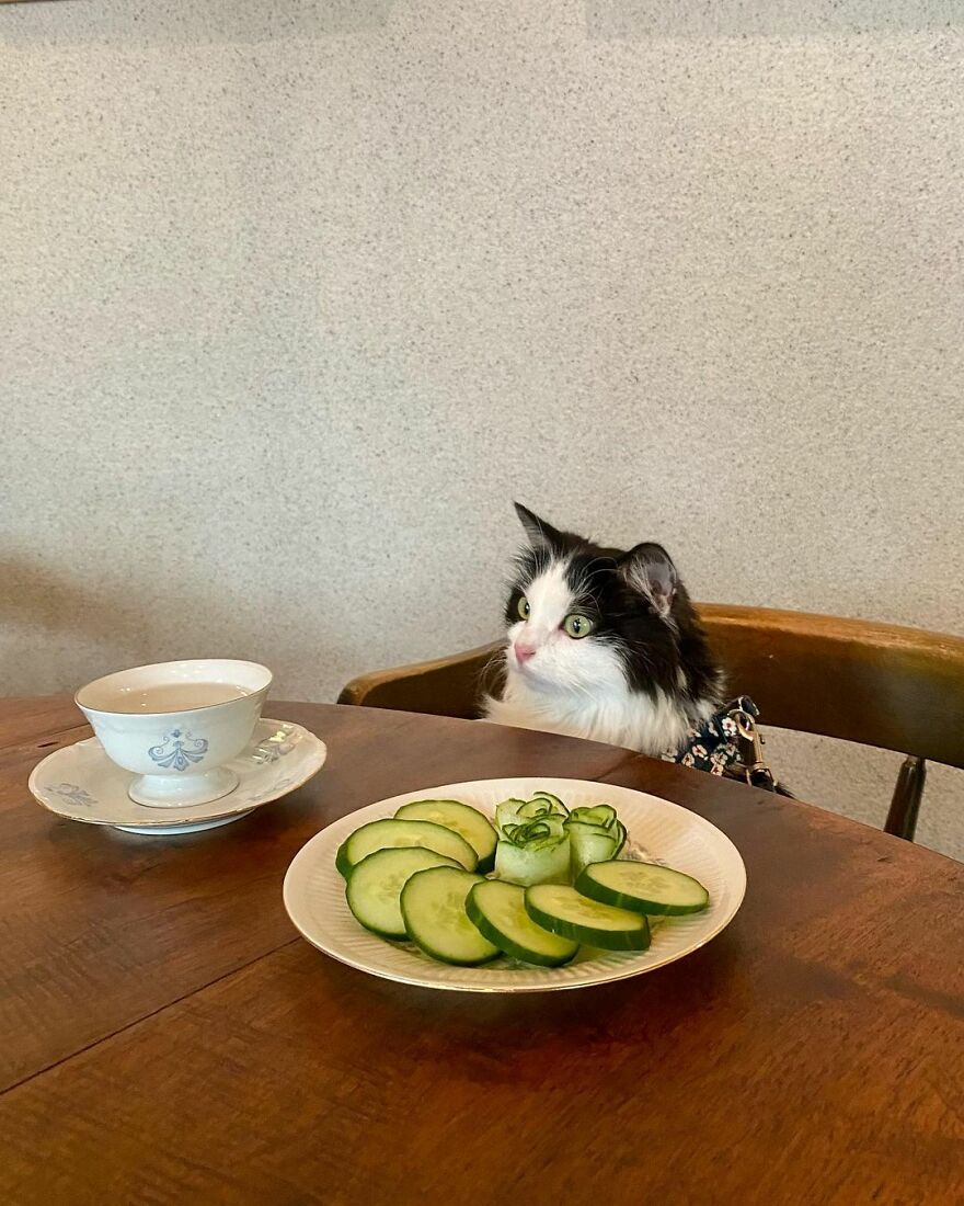 This Cat From Finland Loves Munching On Cucumbers This Cat From Finland Loves Munching On Cucumbers