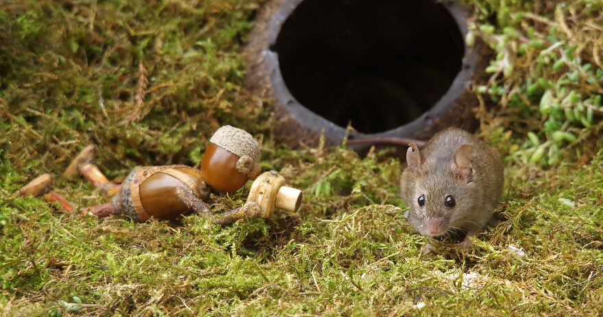 Meet The Acorn People Of Shirebrook Valley Meet The Acorn People Of Shirebrook Valley