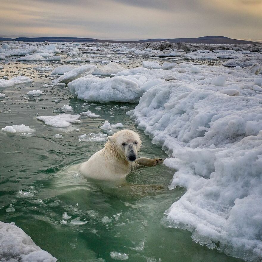 Russian Photographer Takes Photos Of Polar Bears That Took Over Abandoned Buildings