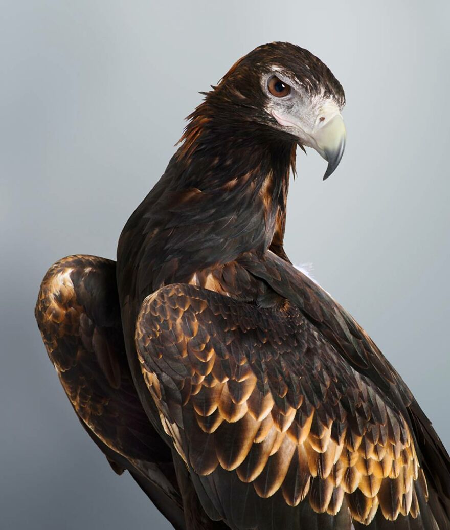 Photographer Captures The True Personality Of Birds In Her Photographs