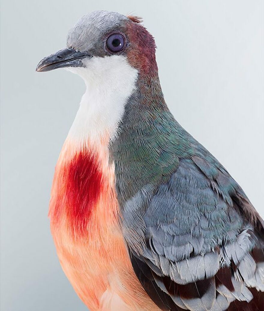 Photographer Captures The True Personality Of Birds In Her Photographs