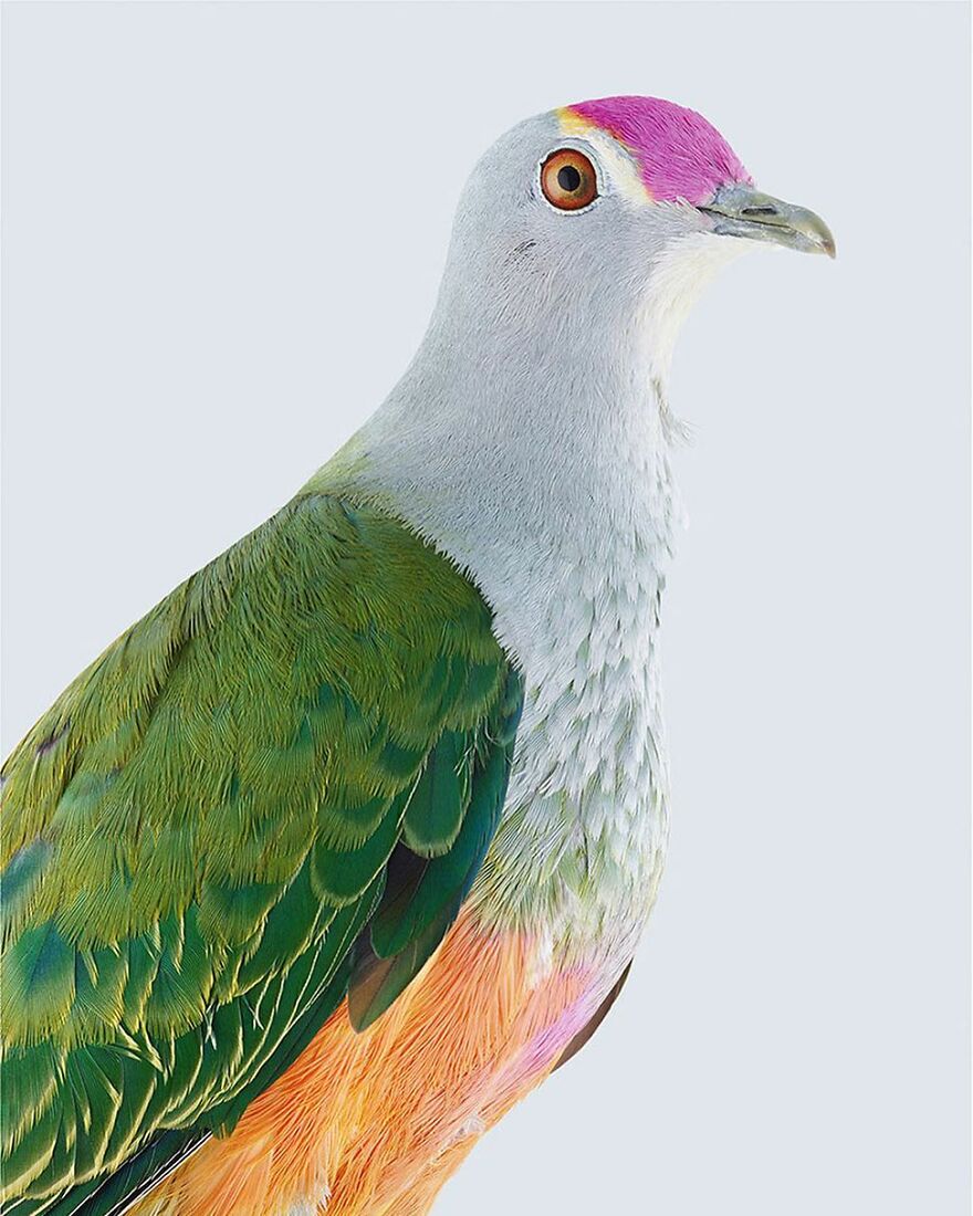 Photographer Captures The True Personality Of Birds In Her Photographs