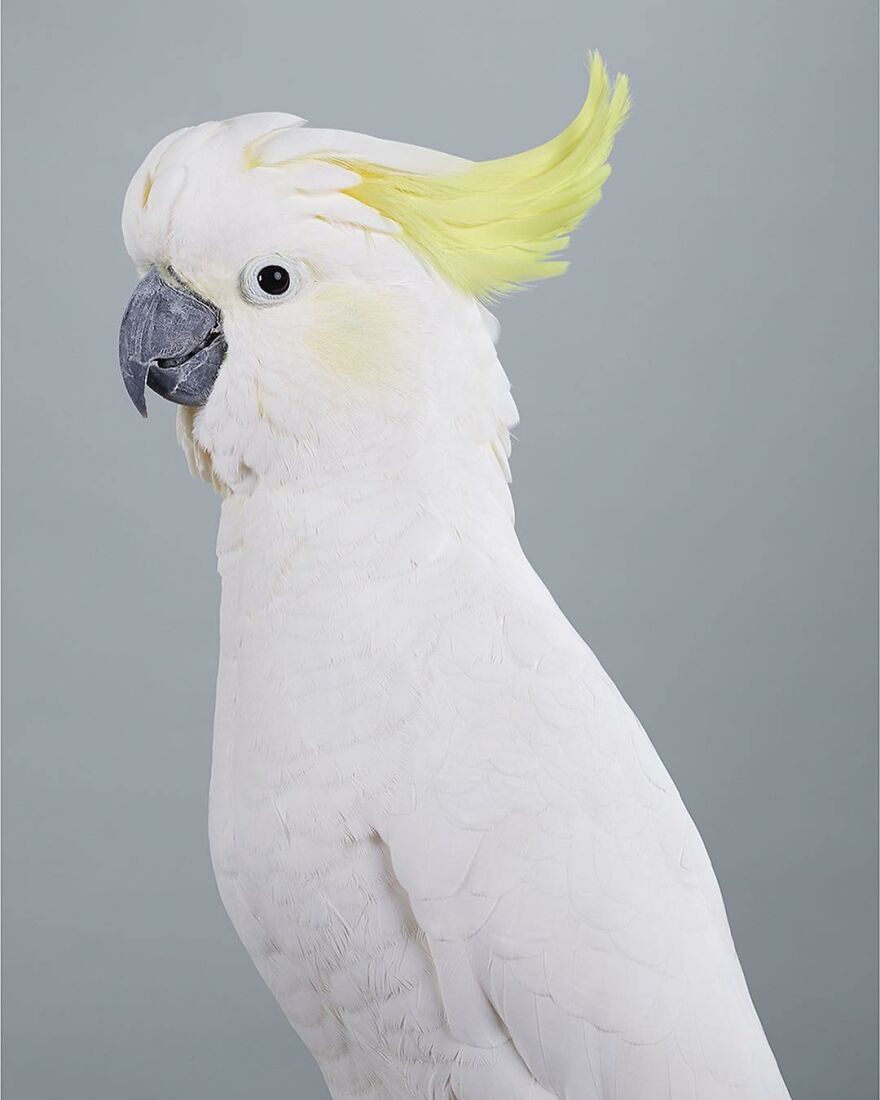 Photographer Captures The True Personality Of Birds In Her Photographs