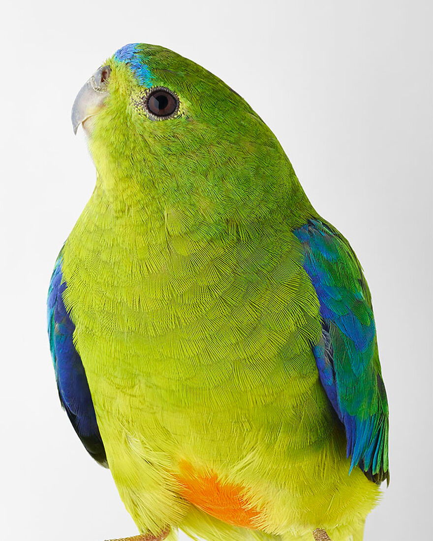 Photographer Captures The True Personality Of Birds In Her Photographs