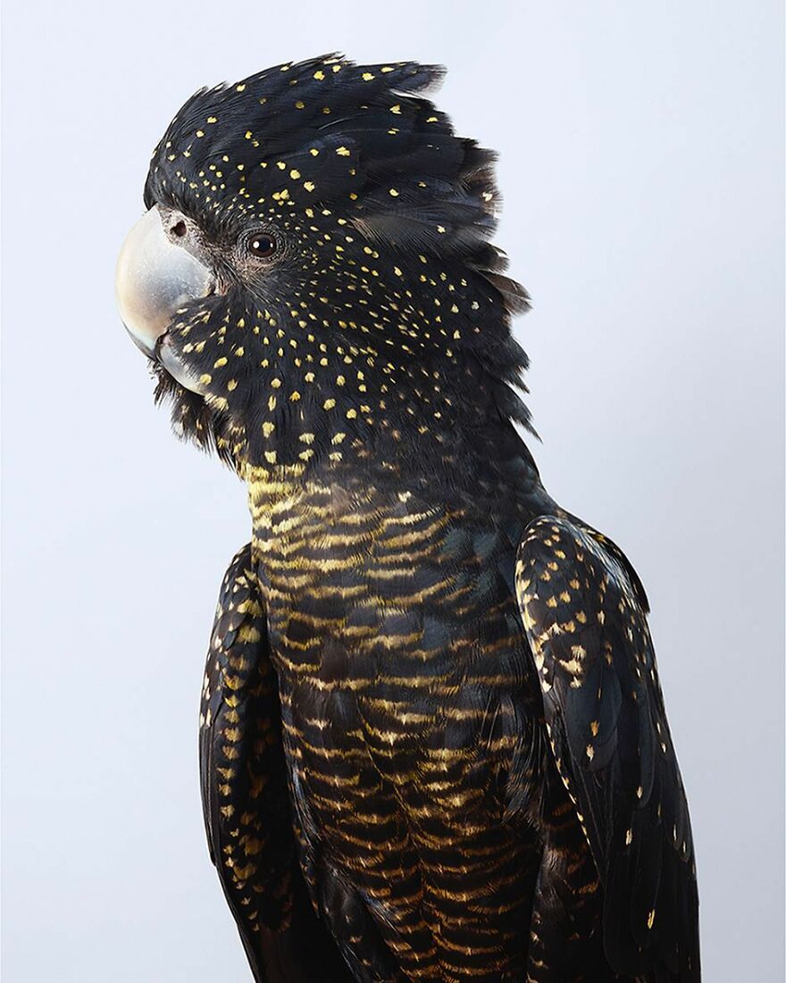 Photographer Captures The True Personality Of Birds In Her Photographs